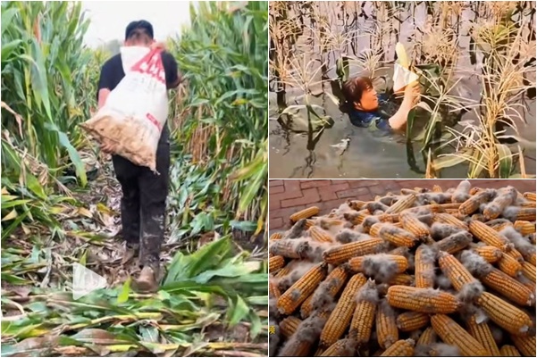 中國多地秋雨綿綿糧食霉變 烘乾機賣空