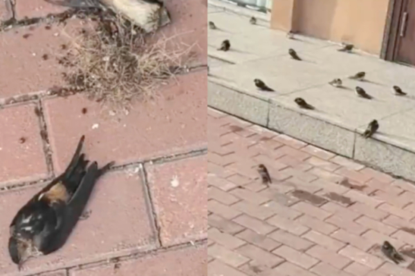 中國北方現異象 大量燕子不南飛被凍死