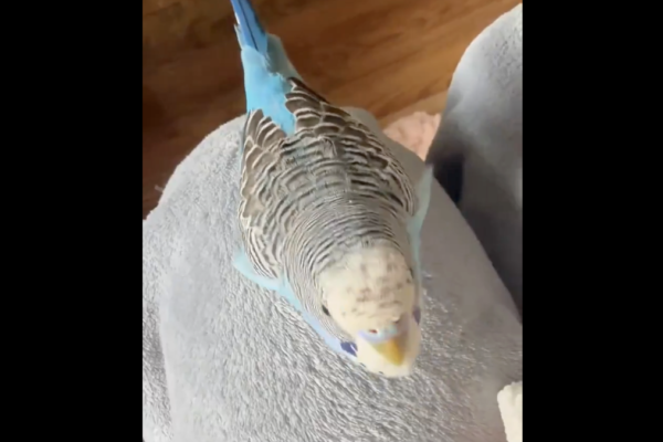 大陸鸚鵡因會背誦《蘭亭集序》爆紅