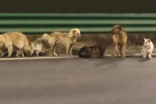 吉林同村7隻狗被偷 結伴逃亡17公里回家