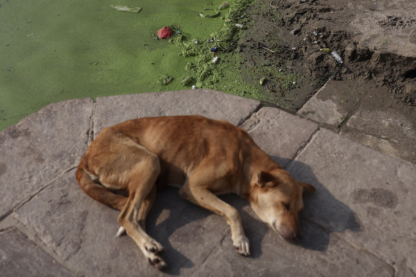 河南女子被狗咬傷腿部 3天後狗死了