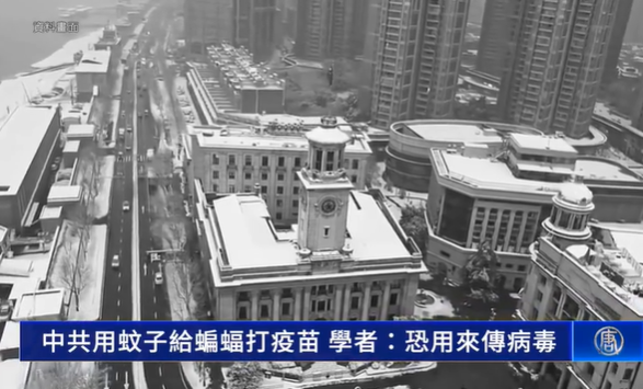 当蚊子不只是叮你:一项实验,正在改变病毒怎么传