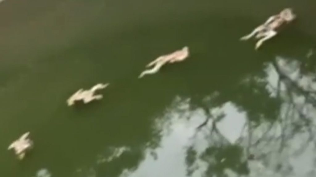 廣西蓄水池現大量猴子浮屍